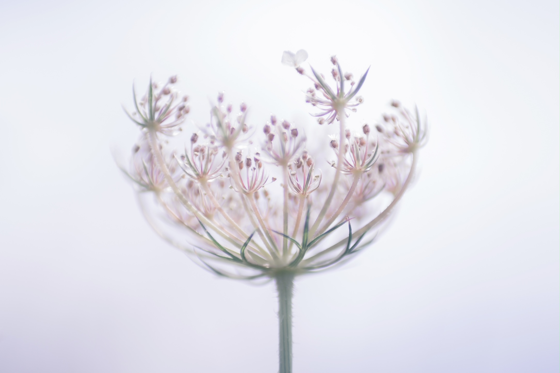 WildCarrot